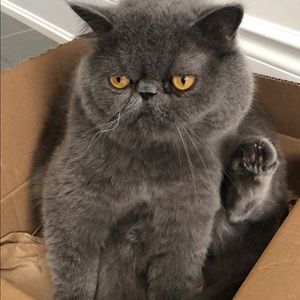 Meet your Posher, Claire